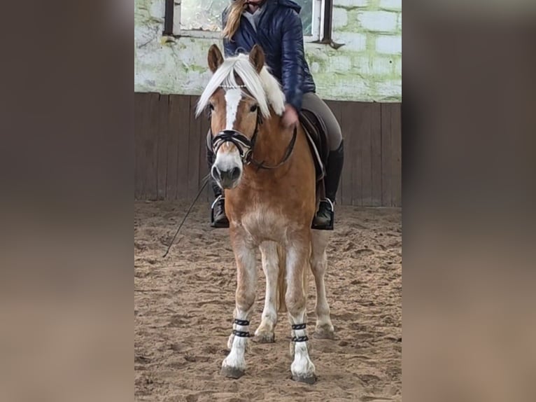 Haflinger Caballo castrado 5 años 147 cm Palomino in Braunschweig