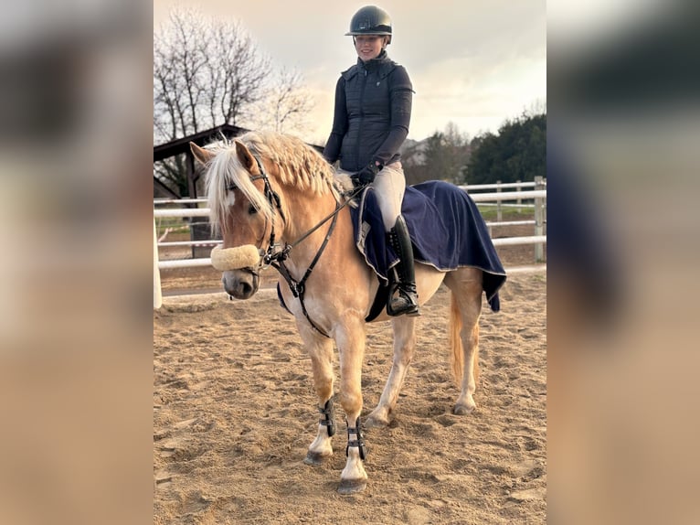 Haflinger Caballo castrado 5 años 147 cm Palomino in Strass im strassertal