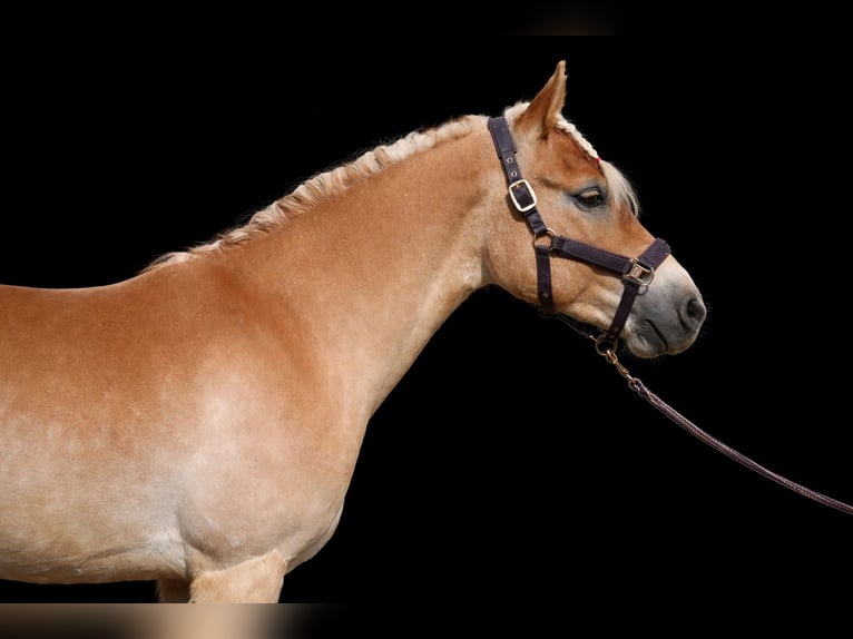 Haflinger Caballo castrado 5 años 147 cm Palomino in Strass im strassertal