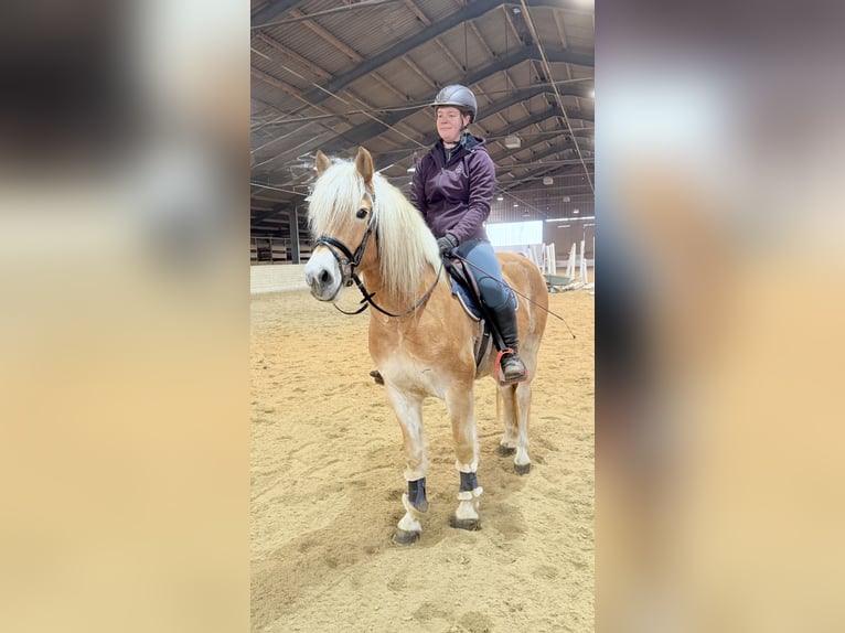 Haflinger Caballo castrado 5 años 148 cm Alazán in Pelmberg