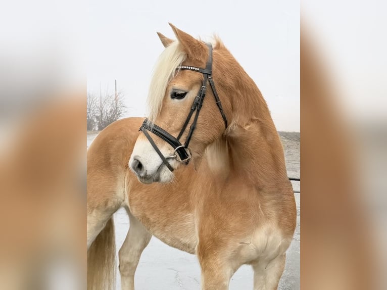 Haflinger Caballo castrado 5 años 148 cm Alazán in Pelmberg