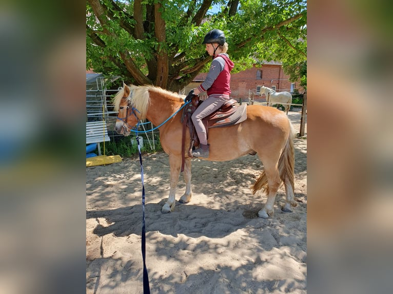 Haflinger Mestizo Caballo castrado 5 años 148 cm in Sehnde