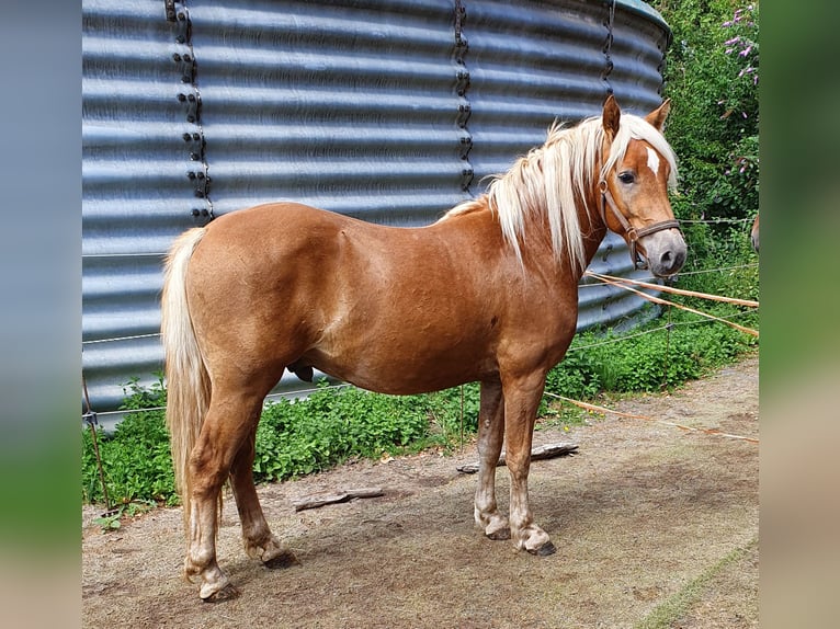 Haflinger Mestizo Caballo castrado 5 años 148 cm in Sehnde