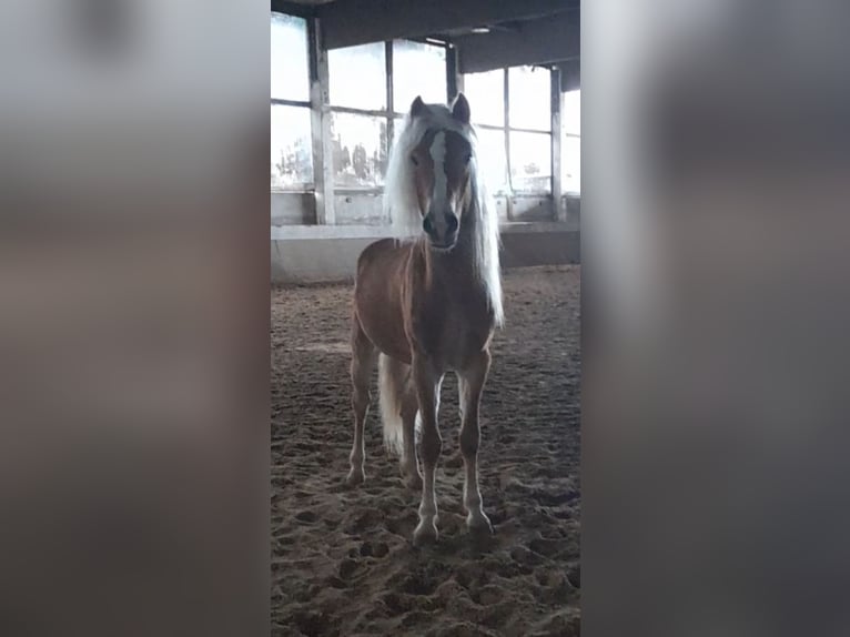 Haflinger Caballo castrado 5 años 149 cm Alazán in Niederzier