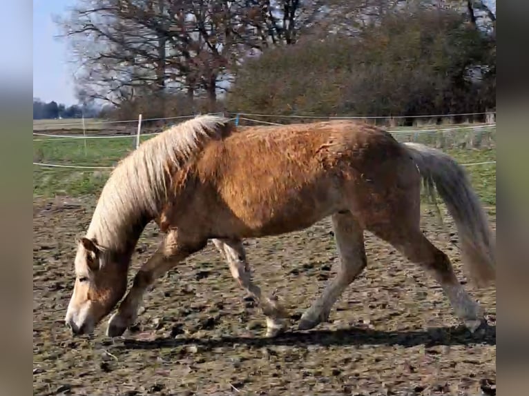 Haflinger Caballo castrado 5 años 150 cm Alazán in Altmärkische Wische