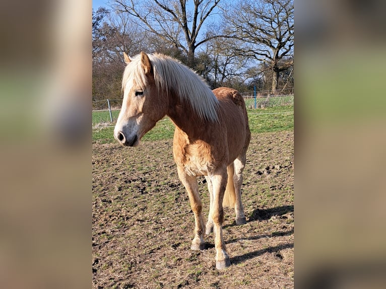 Haflinger Caballo castrado 5 años 150 cm Alazán in Altmärkische Wische