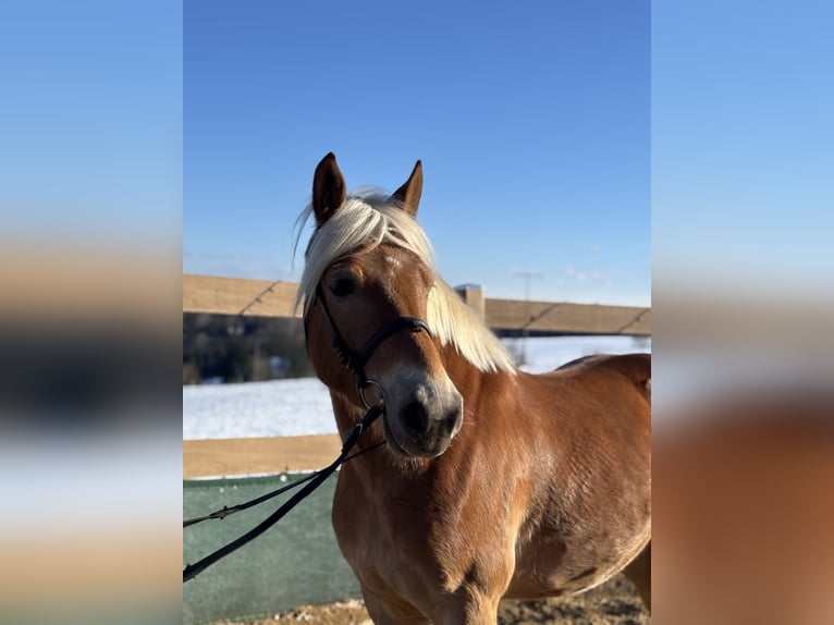 Haflinger Caballo castrado 5 años 150 cm Alazán in Iggingen