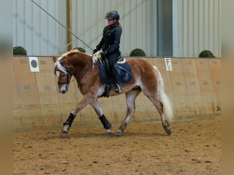 Haflinger Caballo castrado 5 años 150 cm Alazán in Neustadt (Wied)