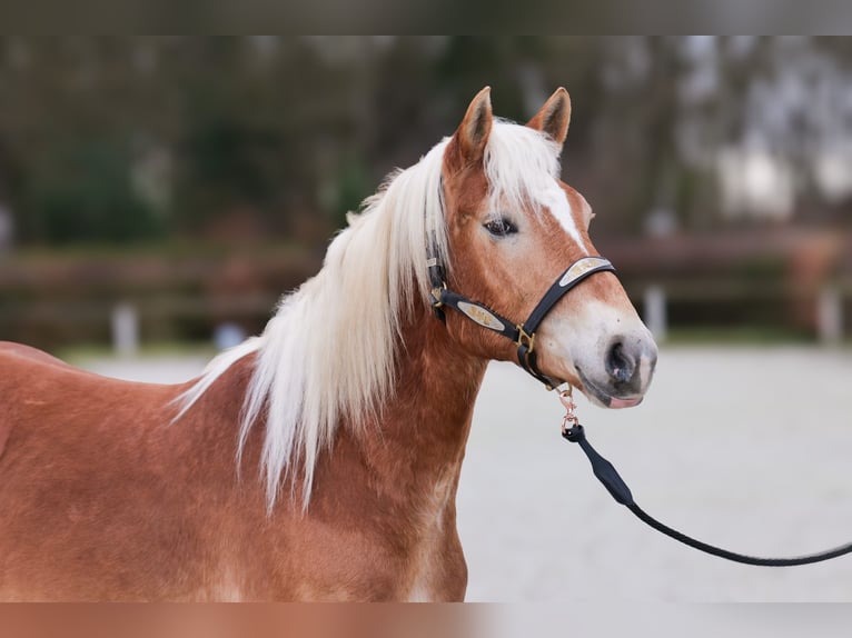 Haflinger Caballo castrado 5 años 150 cm Alazán in Neustadt (Wied)