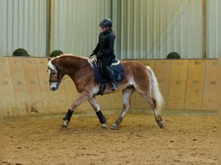 Haflinger Caballo castrado 5 años 150 cm Alazán in Neustadt (Wied)