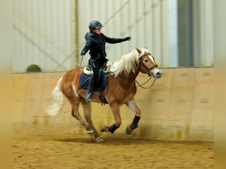 Haflinger Caballo castrado 5 años 150 cm Alazán in Neustadt (Wied)