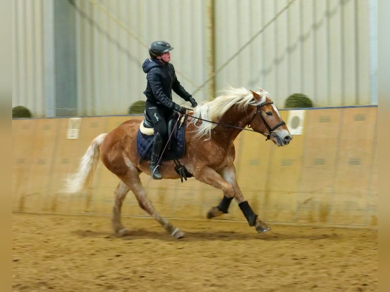 Haflinger Caballo castrado 5 años 150 cm Alazán in Neustadt (Wied)