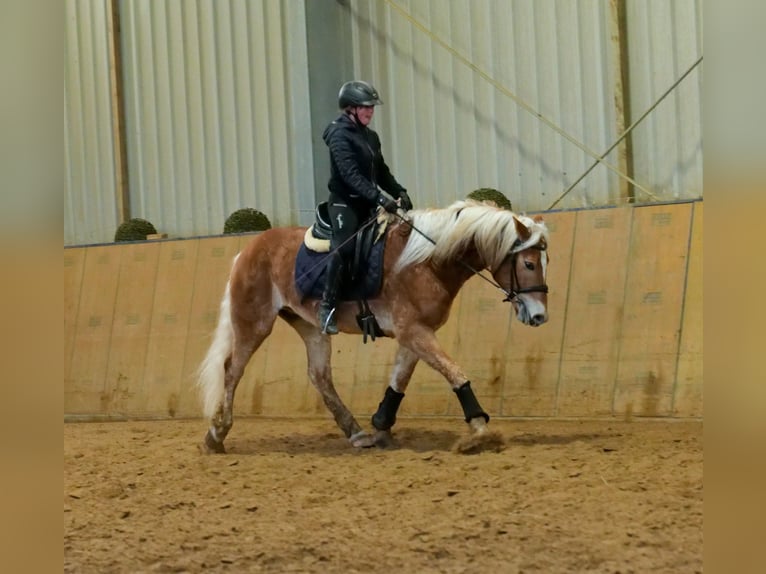 Haflinger Caballo castrado 5 años 150 cm Alazán in Neustadt (Wied)