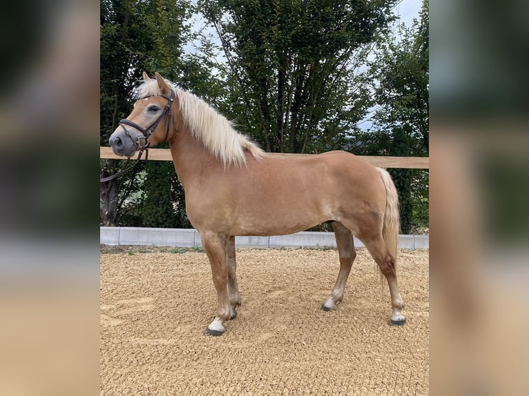 Haflinger Caballo castrado 5 años 150 cm Alazán in Iggingen