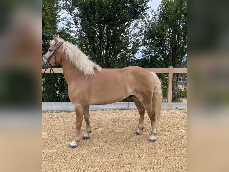 Haflinger Caballo castrado 5 años 150 cm Alazán in Iggingen