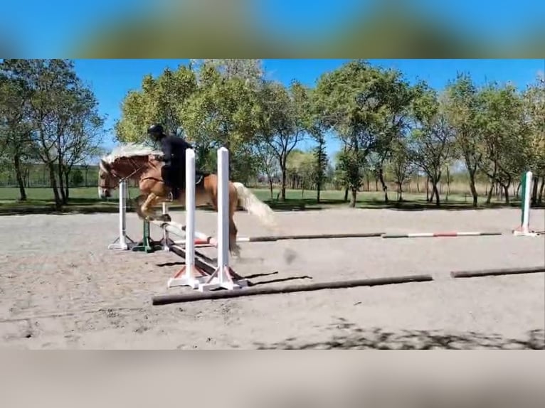 Haflinger Mestizo Caballo castrado 5 años 150 cm Alazán in Neu Gaarz