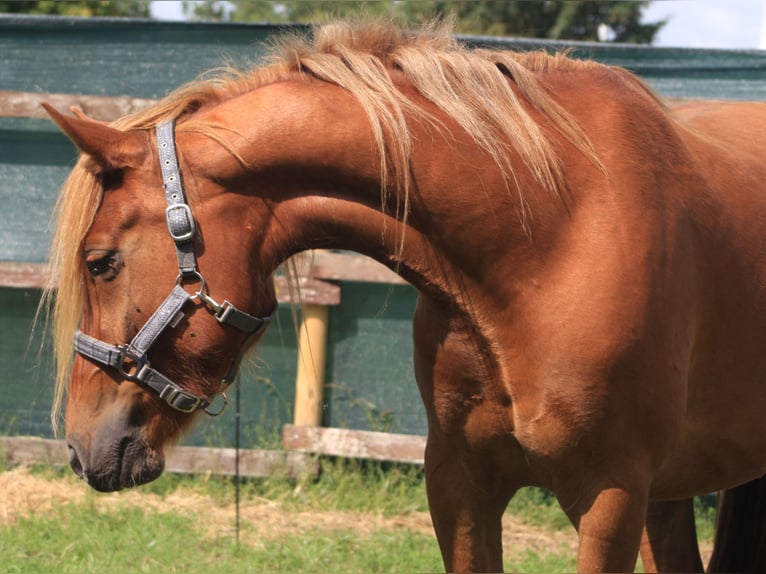 Haflinger Mestizo Caballo castrado 5 años 150 cm Alazán in Bredstedt