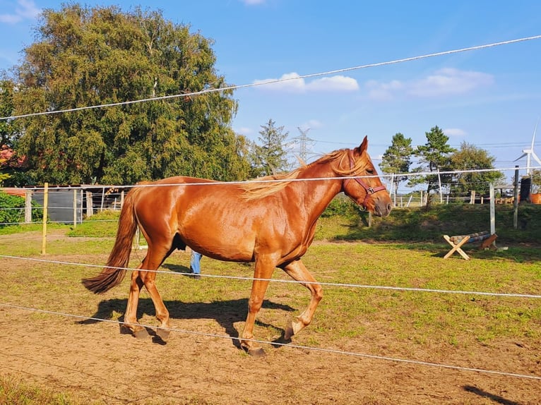 Haflinger Mestizo Caballo castrado 5 años 150 cm Alazán in Bredstedt