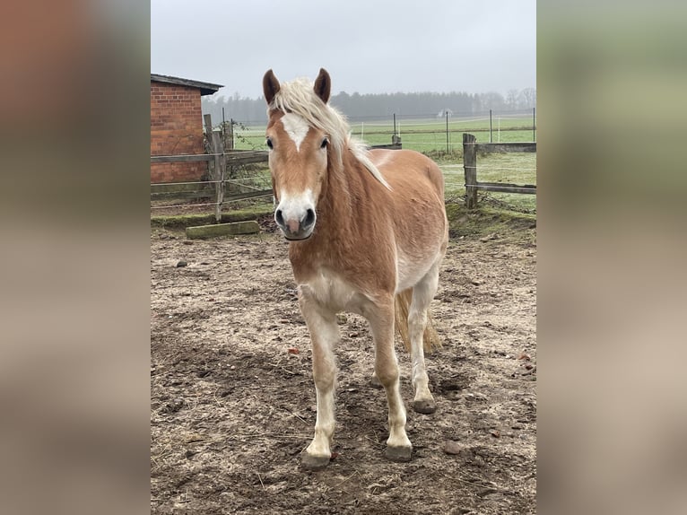 Haflinger Caballo castrado 5 años 150 cm Bayo in Wriedel