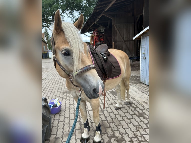 Haflinger Caballo castrado 5 años 150 cm Bayo in Wriedel