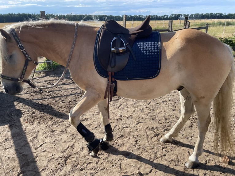 Haflinger Caballo castrado 5 años 150 cm Bayo in Wriedel