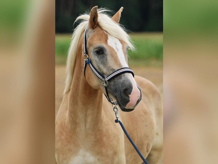 Haflinger Caballo castrado 5 años 150 cm in Ölbronn-Dürrn