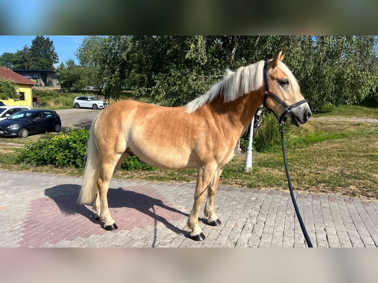 Haflinger Caballo castrado 5 años 151 cm Alazán in Saarbrücken
