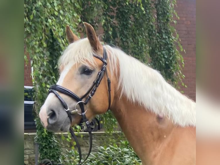 Haflinger Caballo castrado 5 años 152 cm  in Hopsten