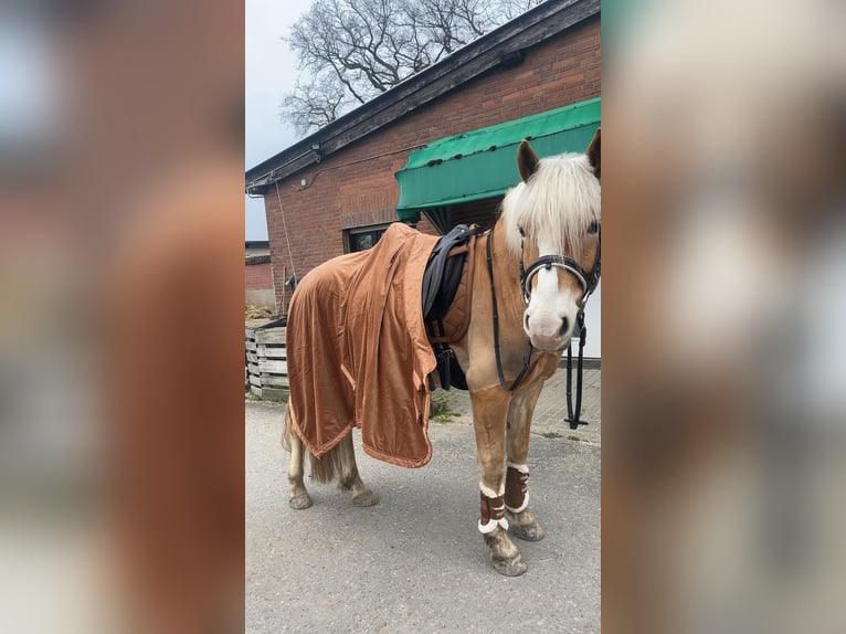 Haflinger Caballo castrado 5 años 152 cm Castaño claro in Neukirchen-Vluyn