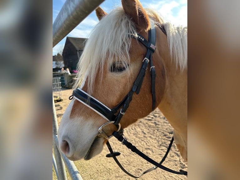 Haflinger Caballo castrado 5 años 152 cm Castaño claro in Neukirchen-Vluyn