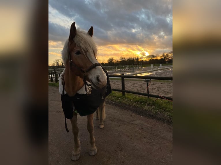 Haflinger Caballo castrado 5 años 152 cm Castaño claro in Neukirchen-Vluyn