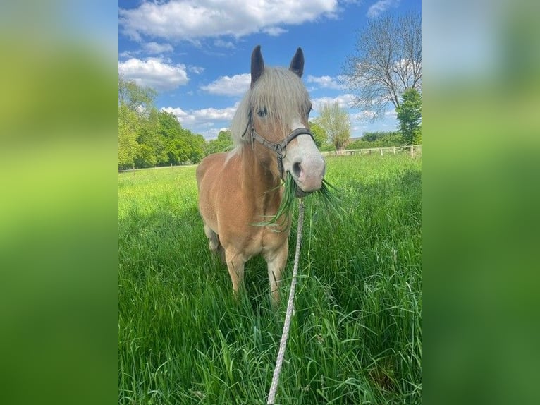 Haflinger Caballo castrado 5 años 152 cm Castaño claro in Neukirchen-Vluyn