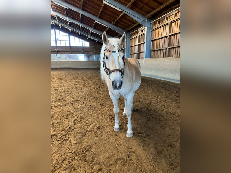 Haflinger Caballo castrado 5 años 153 cm Alazán in Höhenkirchen-Siegertsbrunn