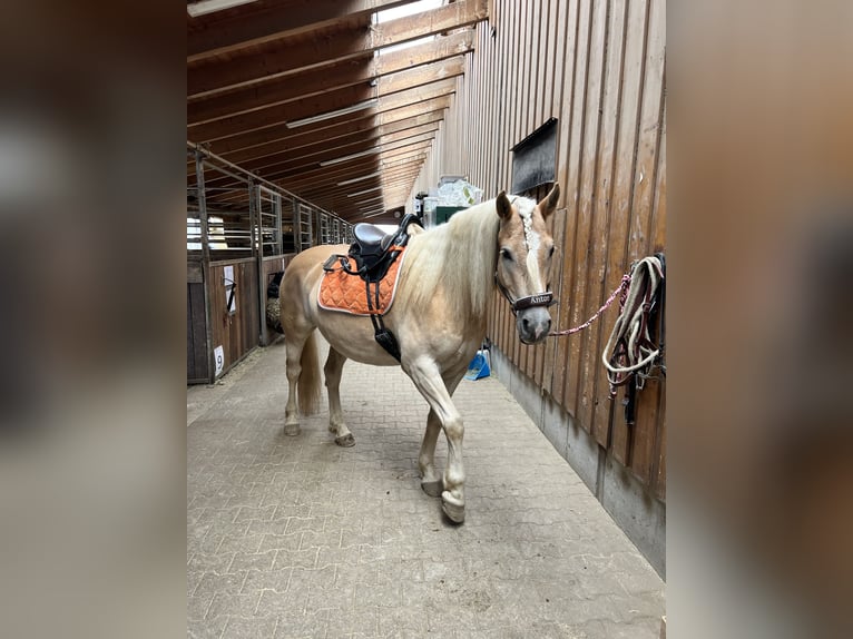 Haflinger Caballo castrado 5 años 153 cm Alazán in Höhenkirchen-Siegertsbrunn