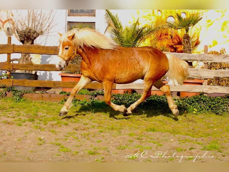 Haflinger Caballo castrado 5 años 153 cm Castaño claro in Brandis