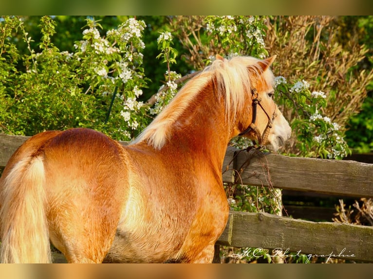 Haflinger Caballo castrado 5 años 153 cm Castaño claro in Brandis