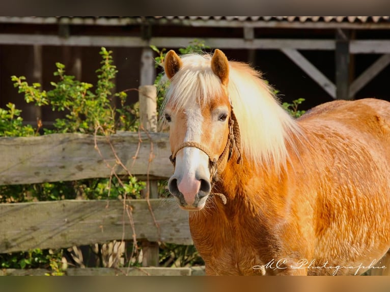 Haflinger Caballo castrado 5 años 153 cm Castaño claro in Brandis