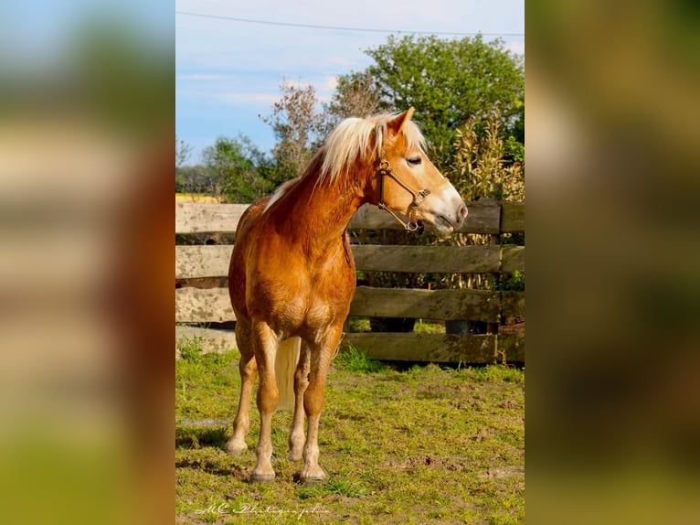 Haflinger Caballo castrado 5 años 153 cm Castaño claro in Brandis