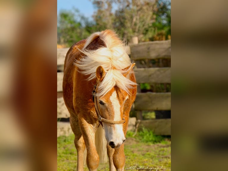 Haflinger Caballo castrado 5 años 153 cm Castaño claro in Brandis