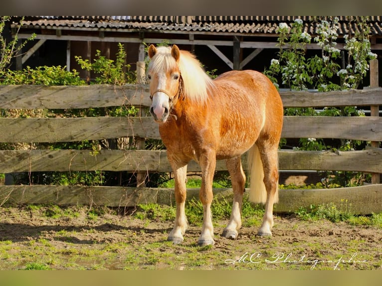 Haflinger Caballo castrado 5 años 153 cm Castaño claro in Brandis