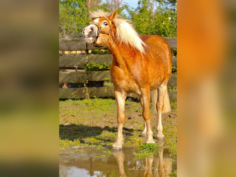 Haflinger Caballo castrado 5 años 153 cm Castaño claro in Brandis