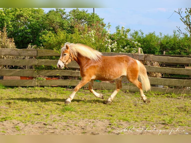 Haflinger Caballo castrado 5 años 153 cm Castaño claro in Brandis