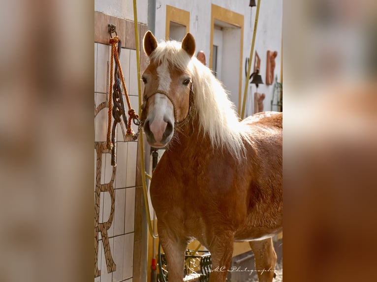 Haflinger Caballo castrado 5 años 153 cm Castaño claro in Brandis