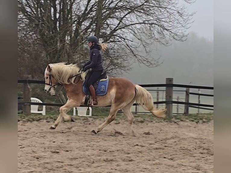 Haflinger Caballo castrado 5 años 154 cm Alazán in M&#xFC;lheim an der Ruhr