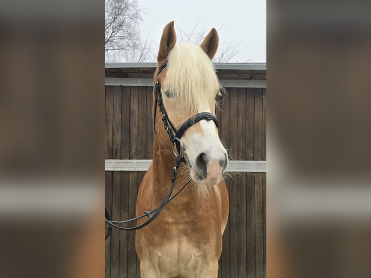 Haflinger Caballo castrado 5 años 154 cm Alazán in M&#xFC;lheim an der Ruhr