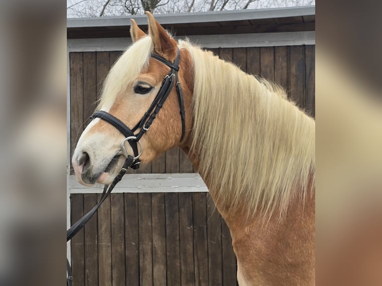 Haflinger Caballo castrado 5 años 154 cm Alazán in M&#xFC;lheim an der Ruhr