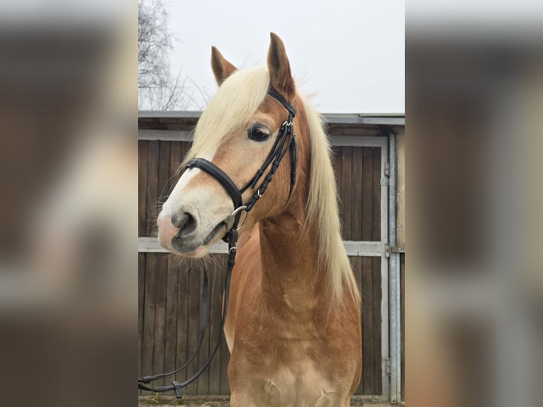 Haflinger Caballo castrado 5 años 154 cm Alazán in M&#xFC;lheim an der Ruhr