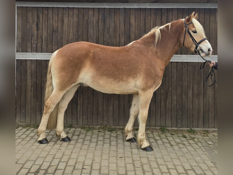 Haflinger Caballo castrado 5 años 154 cm Alazán in M&#xFC;lheim an der Ruhr