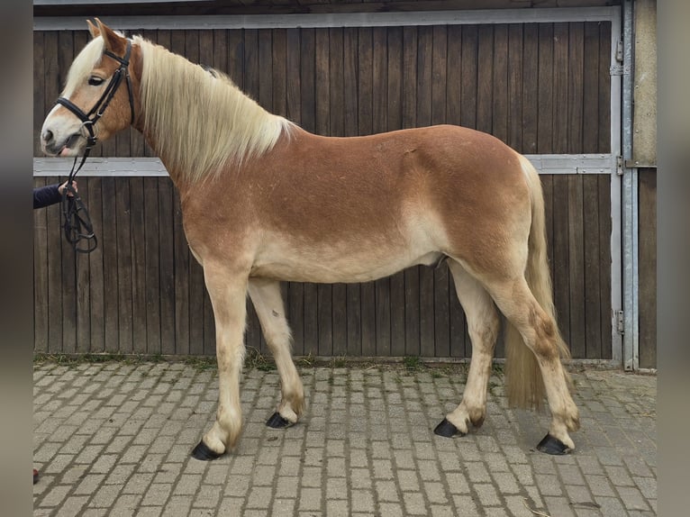 Haflinger Caballo castrado 5 años 154 cm Alazán in M&#xFC;lheim an der Ruhr