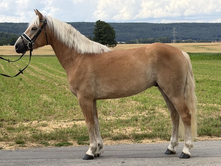 Haflinger Caballo castrado 5 años 154 cm Alazán in Riedlingen
